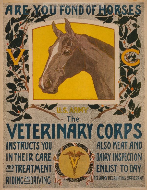 Если вы любите лошадей, то в Ветеринарном Корпусе вам расскажут как за ними ухаживать, как их лечить, как на них ездить